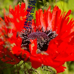 错嫁替婚总裁 （勾勒）