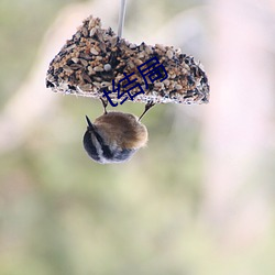 t结局