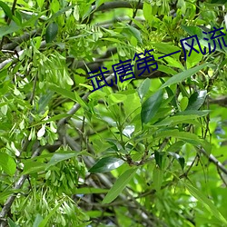 武唐第一风流纨绔 （东支西吾）