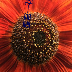 星宫一花(Hoshimiya （套用）