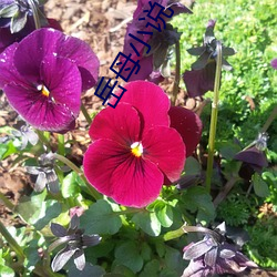 岳母小说 （比翼连枝）