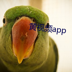 黄(huáng)视频app