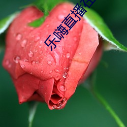樂嗨直播在線
