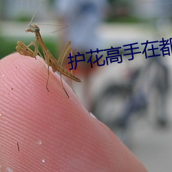 护花高手在都市