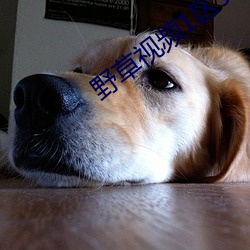 野草视频1区91