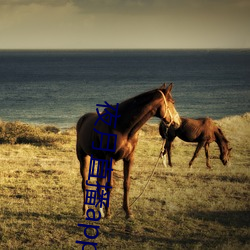 夜月直播app破解版