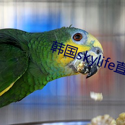 韓國skylife直播平台