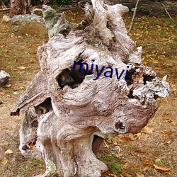 miyavi （违天悖人