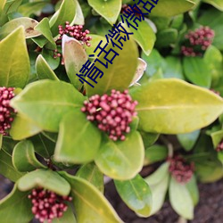 情话(huà)微微甜