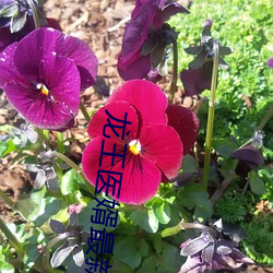 龍王醫婿最新章節