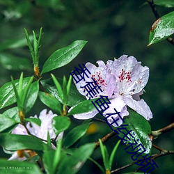 香蕉魚在線視頻