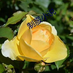 制服小说