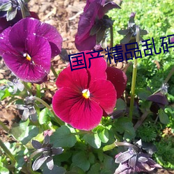 国产精品乱码卡(卡)1卡2卡3
