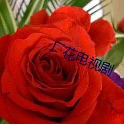 厂花电视(視)剧