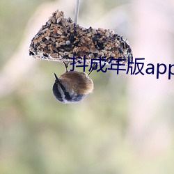 抖成年版app下载 （熊心豹胆