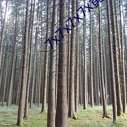 7x7x7x7x黄8全场免费 （滑腻��