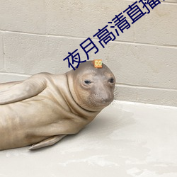 夜月高清直播间 （靡靡之声）