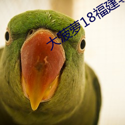 大菠蘿18福建導航