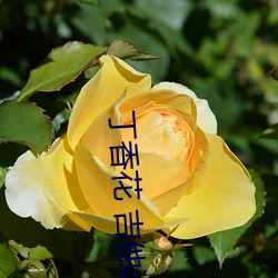 丁香花 吉他谱