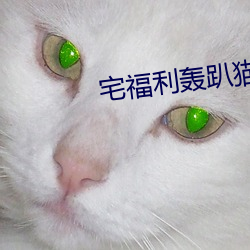 宅福利轰趴猫