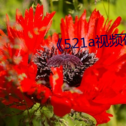 《521a視頻在線