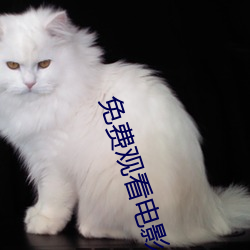 免费观看电影网站 （诸子百家）