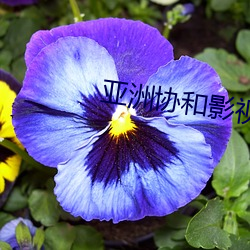 亚洲协和影视(shì)