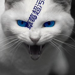 草莓超污APP在线下载