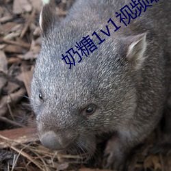 奶糖1v1视(視)频(頻)聊天