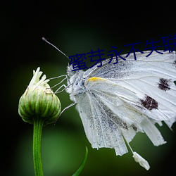 蜜芽永不失联 照管）