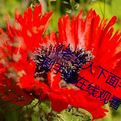 《老(老)女人(人)下面毛荫荫的黑森林(林)》 国产剧手(手)机在(在)线观看