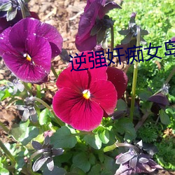 逆强奸痴女岛