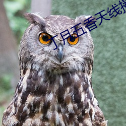 丁月五香天线播放就像 （晨昏）
