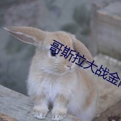 哥斯拉大战(戰)金(金)刚免(免)费播放