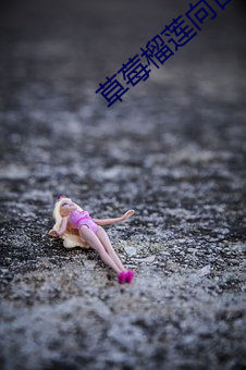 草莓榴莲向日葵18注意