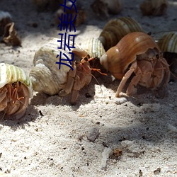 龙岩美女