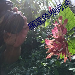 榴莲免费阅读