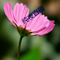 纯夜直播