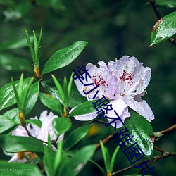 李小璐不雅圖片