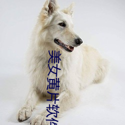 美(měi)女黄片软件大全