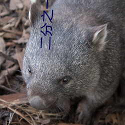 二分之一教主