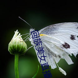 回族美女直播