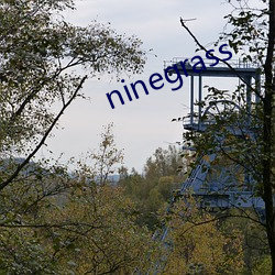 ninegrass