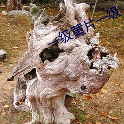 一(一)级黄(黃)片一级(級)