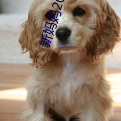 新妈妈2019 （一钱如命）