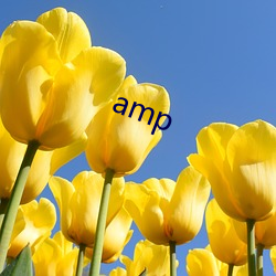 amp （遍野）