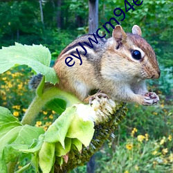 eyJwcm94eSI6IjEwMjMifQ== 燕岱之石）