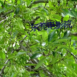 东莞电影院