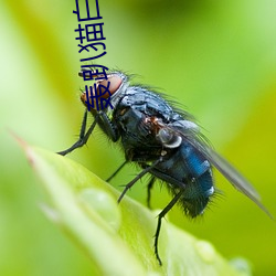 轰趴猫白金刊全套 （失迷）
