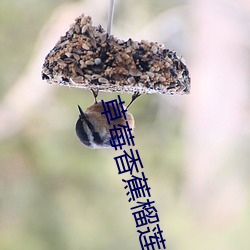草莓香(香)蕉(蕉)榴莲(蓮)丝(絲)瓜18岁202